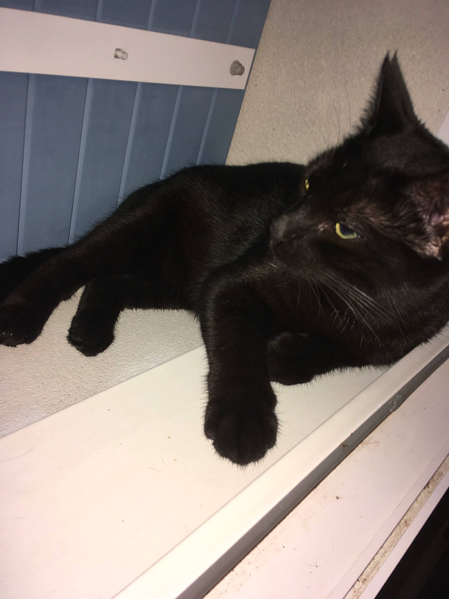 Osiris a rejoint le concours — aidez-le/la à gagner de superbes lots ! black, black_cat, bombay, carnivore, cat, domestic_short_haired_cat, felidae, fur, kitten, korat, mammal, small_to_medium_sized_cats, tail, whiskers