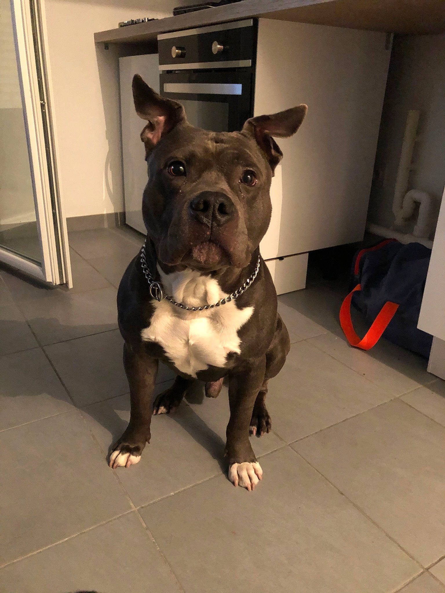 Kyser participe au concours pour gagner de l'argent avec cette photo : american_bulldog, american_pit_bull_terrier, american_staffordshire_terrier, bandog, bull_and_terrier, canidae, carnivore, companion_dog, dog, dog_breed, fawn, mammal, molosser, non_sporting_group, pit_bull, rare_breed_dog, snout, sporting_group, staffordshire_bull_terrier, vertebrate