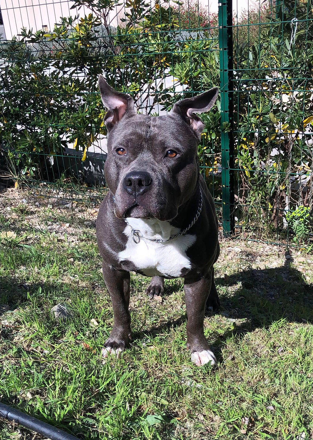 Kyser participe au concours pour gagner de l'argent avec cette photo : american_bulldog, american_pit_bull_terrier, american_staffordshire_terrier, bandog, bull_and_terrier, canidae, carnivore, dog, dog_breed, fawn, mammal, molosser, non_sporting_group, perro_de_presa_canario, pit_bull, rare_breed_dog, snout, staffordshire_bull_terrier, vertebrate