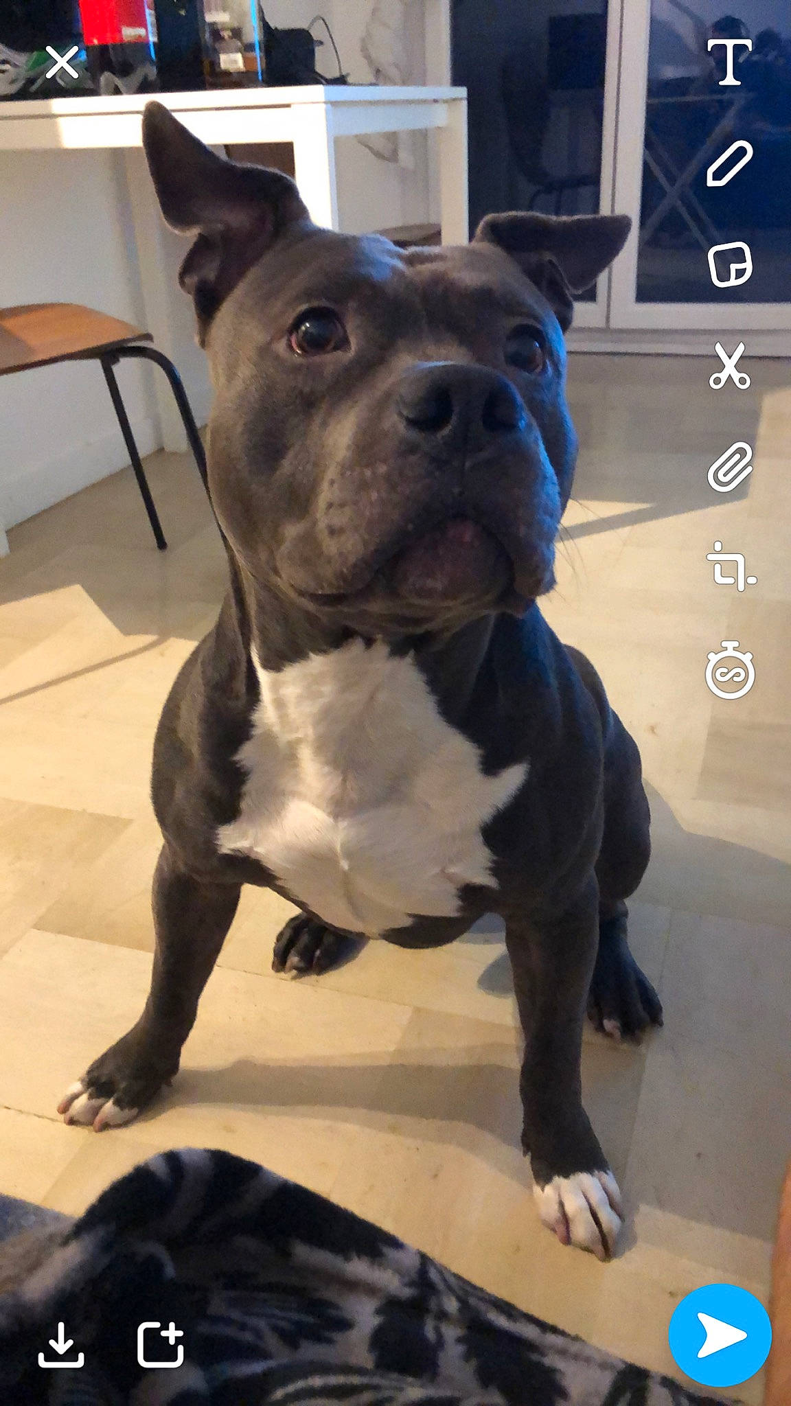 Kyser participe au concours pour gagner de l'argent avec cette photo : american_bulldog, american_pit_bull_terrier, american_staffordshire_terrier, bull_and_terrier, canidae, carnivore, companion_dog, dog, dog_breed, fawn, mammal, molosser, non_sporting_group, pit_bull, rare_breed_dog, snout, staffordshire_bull_terrier, vertebrate