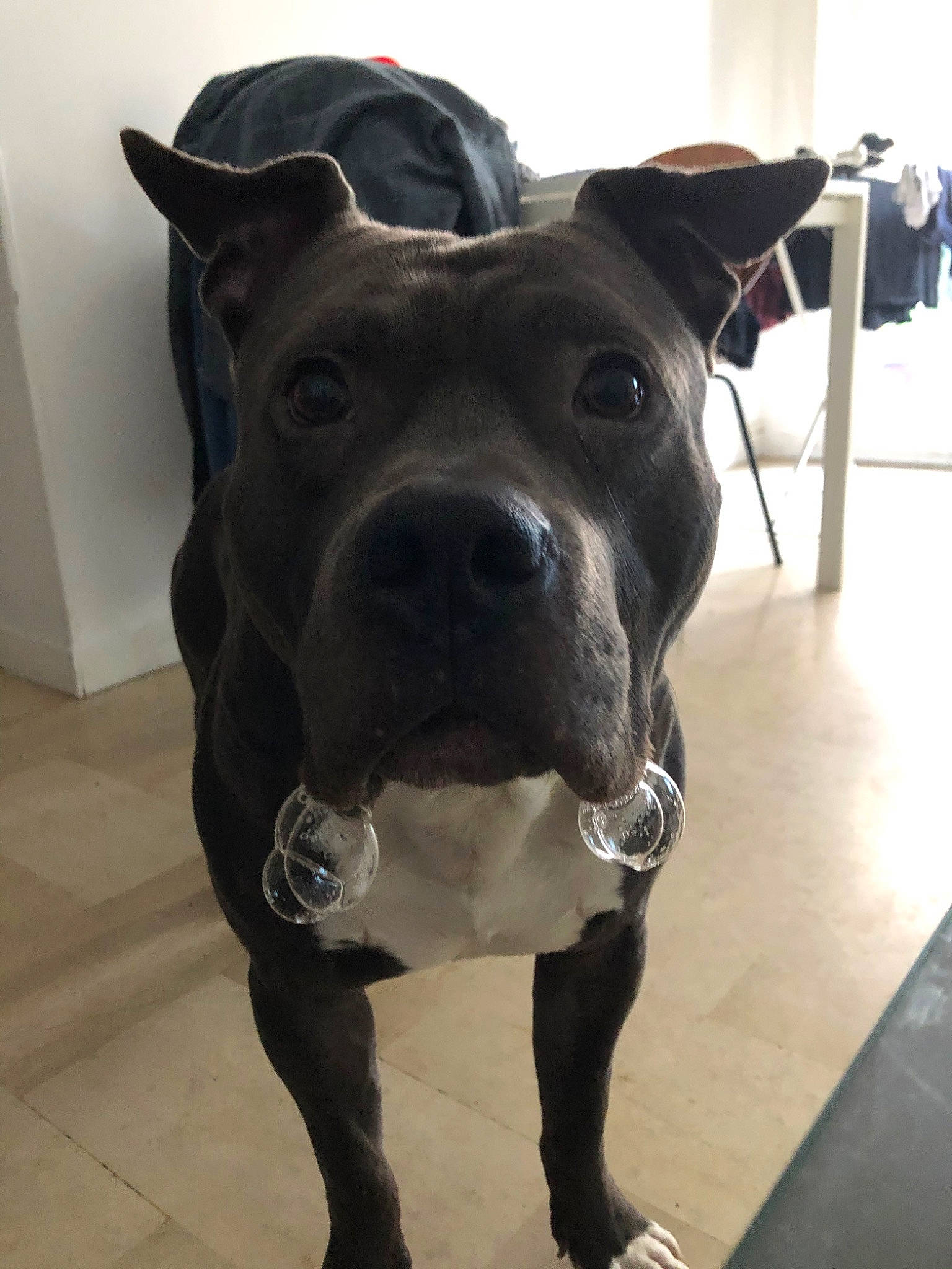 Kyser a rejoint le concours — aidez-le/la à gagner de superbes lots ! american_bulldog, american_pit_bull_terrier, american_staffordshire_terrier, bandog, cane_corso, canidae, carnivore, dog, dog_breed, ear, fawn, mammal, molosser, non_sporting_group, nose, pit_bull, rare_breed_dog, snout, sporting_group, staffordshire_bull_terrier