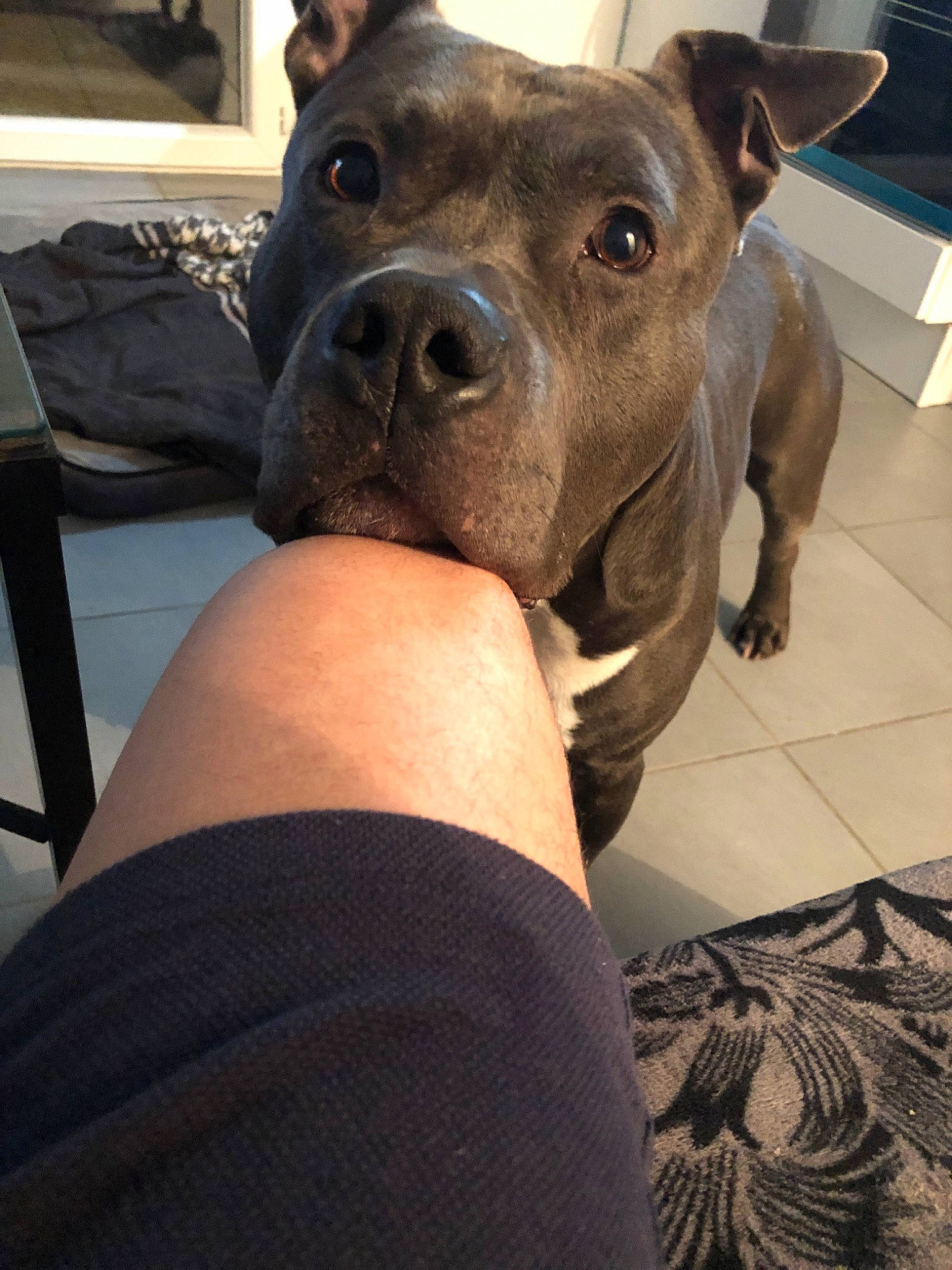 Kyser a rejoint le concours — aidez-le/la à gagner de superbes lots ! alaunt, american_pit_bull_terrier, american_staffordshire_terrier, bandog, canidae, carnivore, companion_dog, dog, dog_breed, ear, fawn, mammal, molosser, non_sporting_group, pit_bull, snout, sporting_group, staffordshire_bull_terrier, vertebrate, whiskers