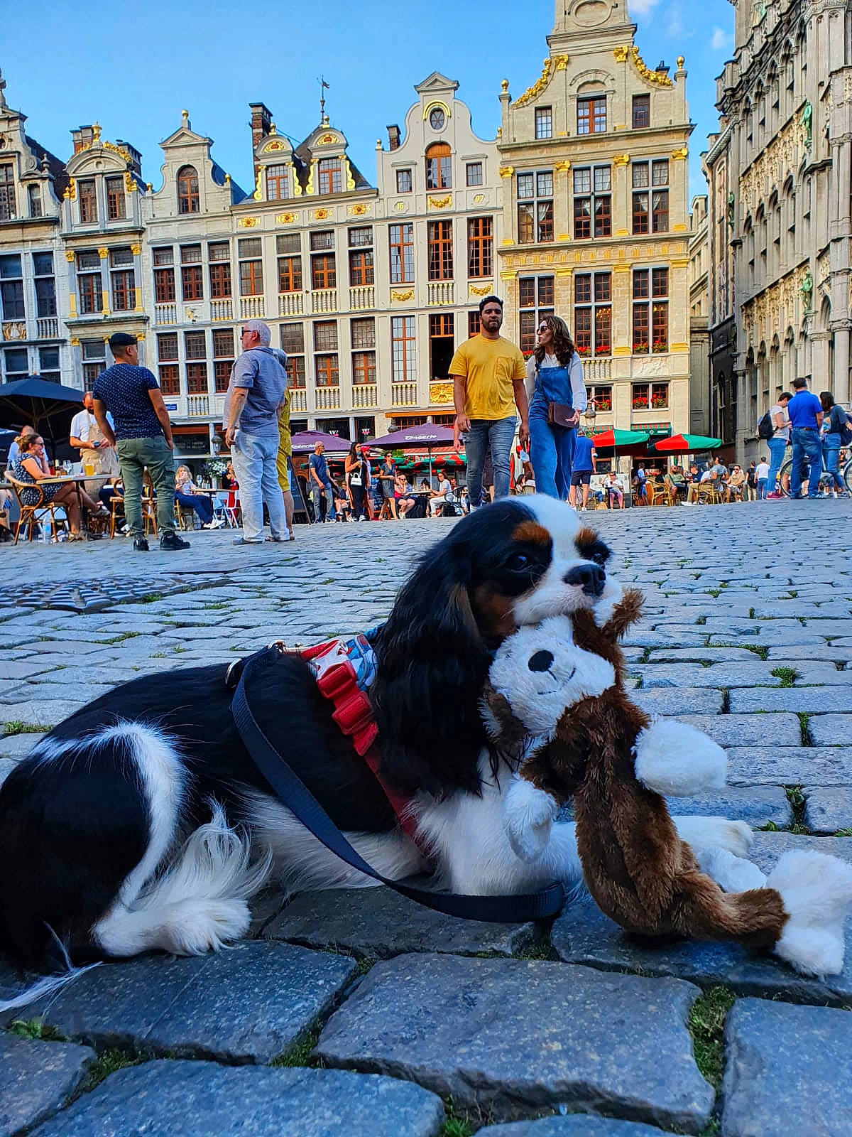 Rixy participe au concours pour gagner de l'argent avec cette photo : blue, building, canidae, carnivore, city, companion_dog, dog, dog_breed, fun, fur, leisure, pedestrian, sky, sporting_group, street, tourism, town_square, travel, window, working_dog