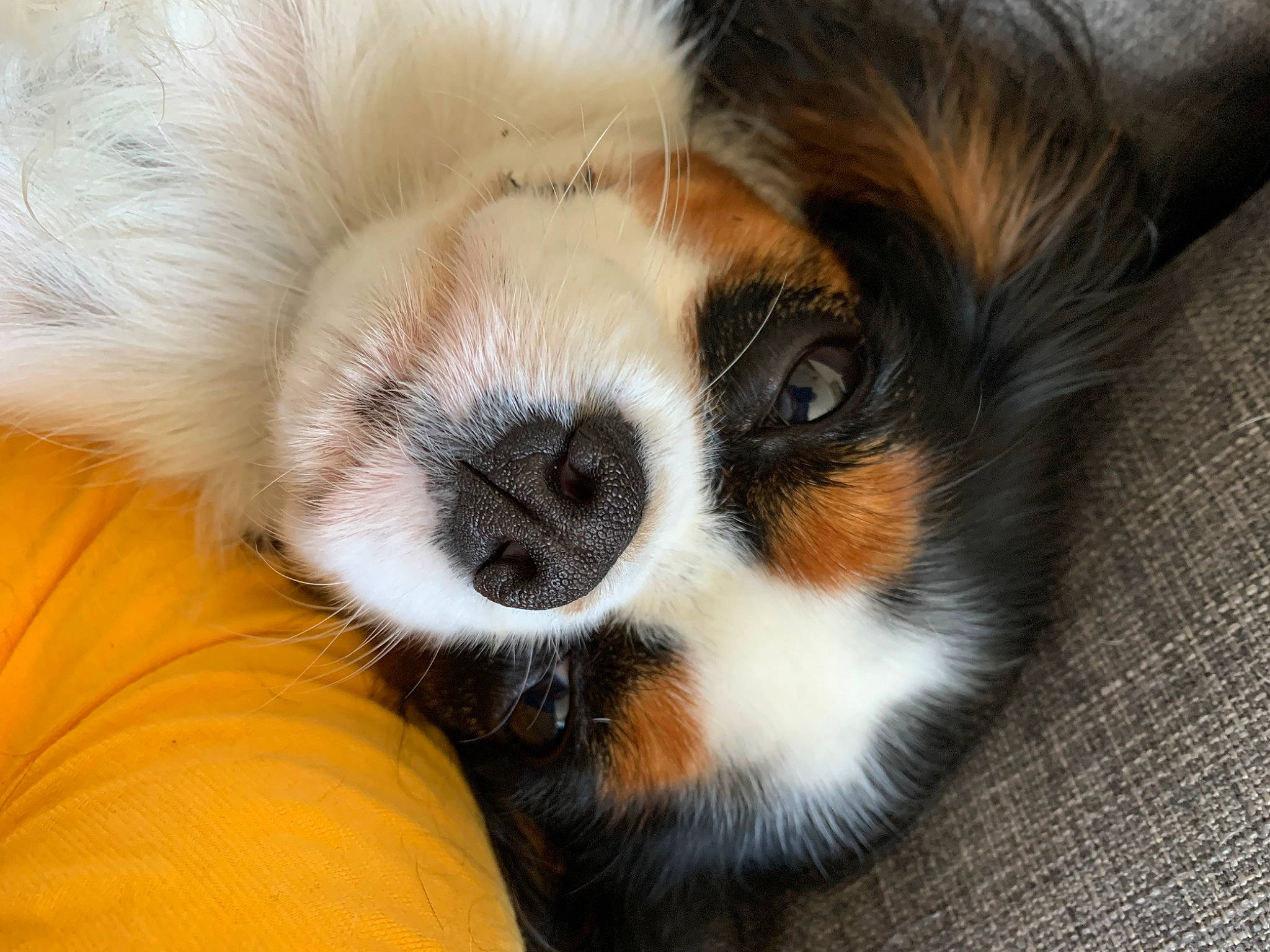 Rixy participe au concours pour gagner de l'argent avec cette photo : bored, canidae, carnivore, cavalier_king_charles_spaniel, companion_dog, dog, dog_breed, fawn, fur, king_charles_spaniel, non_sporting_group, paw, puppy, snout, sporting_group, terrestrial_animal, toy_dog, whiskers, working_animal, working_dog