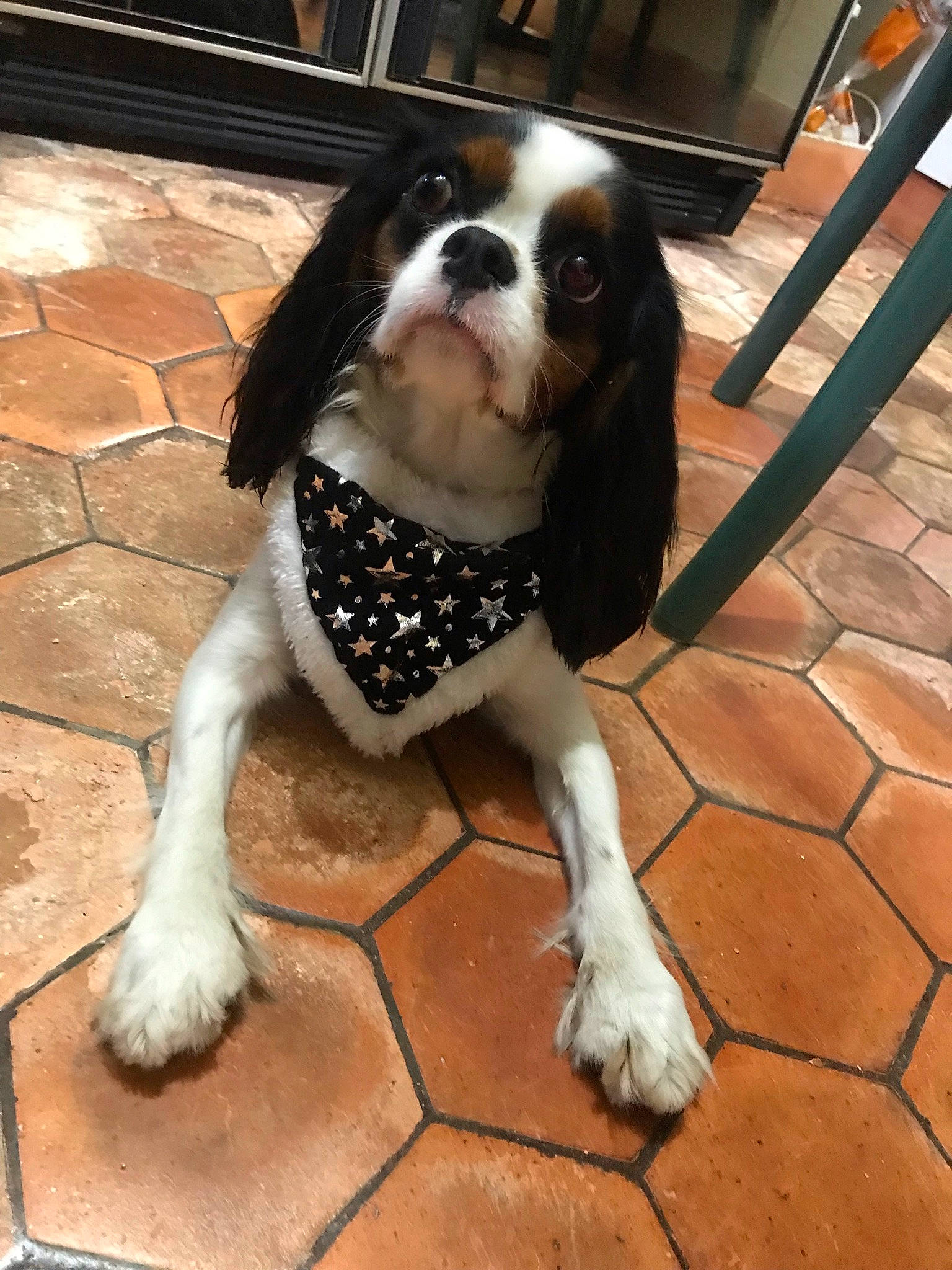 Rixy a rejoint le concours — aidez-le/la à gagner de superbes lots ! canidae, carnivore, companion_dog, dog, dog_breed, dog_supply, door, fawn, flooring, foot, fur, house, human_leg, pattern, snout, sporting_group, tail, thigh, toy_dog, working_animal