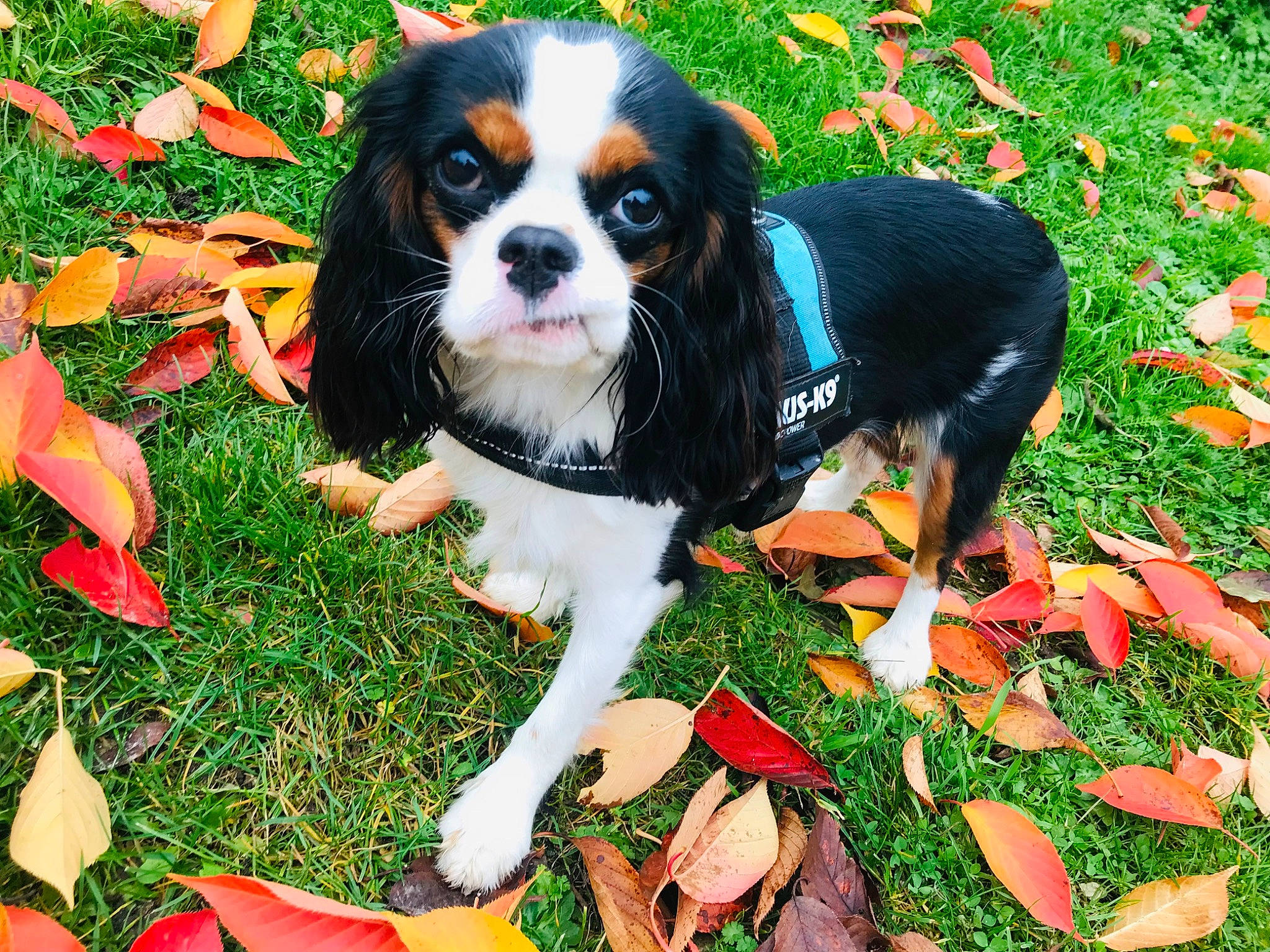 Rixy participe au concours pour gagner de l'argent avec cette photo : canidae, carmine, carnivore, cavalier_king_charles_spaniel, companion_dog, dog, dog_breed, dog_supply, fawn, grass, green, groundcover, king_charles_spaniel, leaf, people_in_nature, plant, spaniel, sporting_group, toy_dog, working_animal