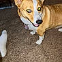 Sadie May joined the competition — help win amazing prizes! dog, corgi, pet, indoor, carpet, smiling, flash, glowing_eyes, animal, canine, fur, white_paw, collar, tag, floor, foot, sock, home, cute, friendly