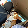 Sadie May is registered to the contest to win money with this photo: dog, corgi, pet, car_interior, seat, sunlight, collar, tag, window, human, shoulder, seat_headrest, brown_and_white, animal, domestic_animal, side_view, daylight, casual, transportation, resting