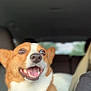 animal, car, collar, companion, corgi, cute, dog, ears, expression, fur, happy, inside, mouth, pet, seat, smiling, teeth, tongue, transport, vehicle