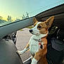 dog, corgi, car_interior, dashboard, sunset, window, pet, animal, fur, ears, collar, tag, seat, road, parking_lot, outdoor, curious, alert, standing, daytime