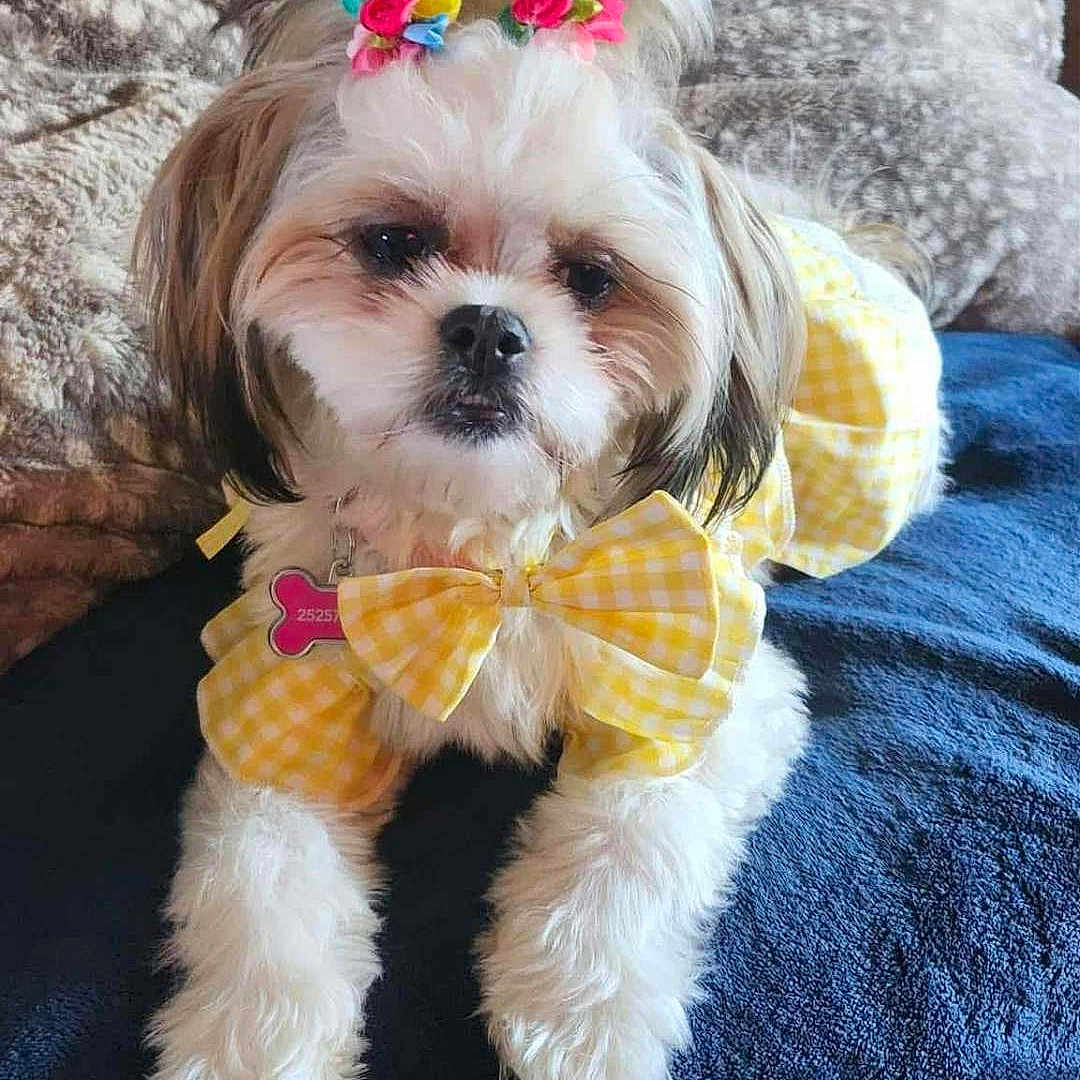 Princess Aurora.