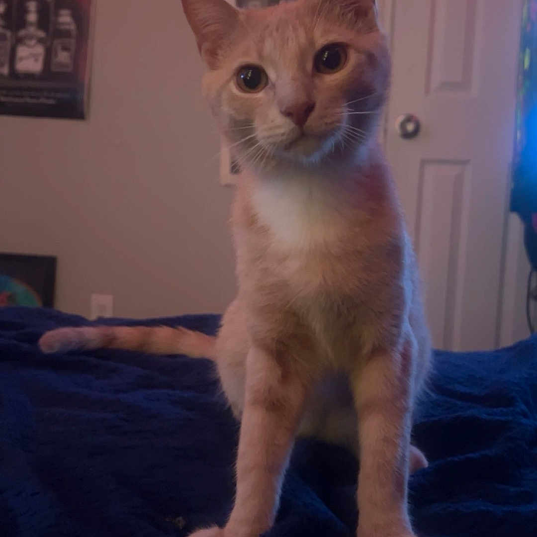 Salem joined the competition — help win amazing prizes! abyssinian, animal, bed, bedroom, blanket, cat, door, furniture, hardwood, indoors, interiordesign, kitten, manx, person, pet, plywood, quilt, room, siamese, wood