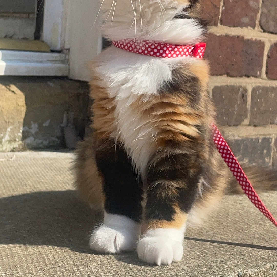 Crystal is registered to the contest to win money with this photo: abyssinian, accessories, animal, architecture, brick, building, cat, collar, door, formalwear, harness, kitten, leash, manx, necktie, pet, slate, strap, tie, wall