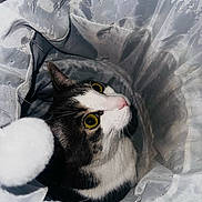 Mia is registered to the contest to win money with this photo: cat, tuxedo_cat, yellow_eyes, pink_nose, whiskers, fabric_tunnel, bedding, indoor, pet, close_up, portrait, curious, playful, flash_lighting, texture, crumpled_fabric, sitting, feline, eyes, nose