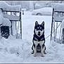 Prince is registered to the contest to win money with this photo: husky, dog, snow, winter, sitting, blue_eyes, fur, leash, portrait, outdoors, snowfall, bench, driveway, parked_car, cold, paws, centered, depth_of_field, black_and_white, playful