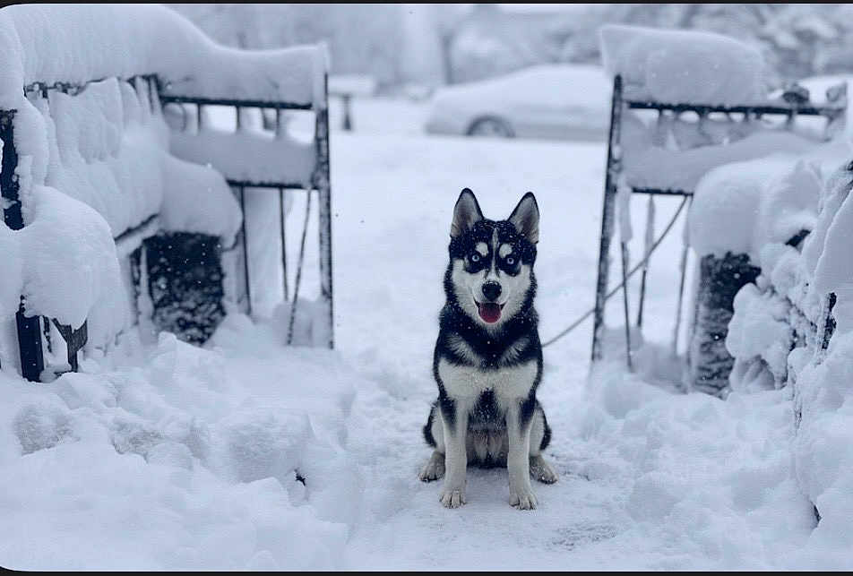 Prince is registered to the contest to win money with this photo: husky, dog, snow, winter, sitting, blue_eyes, fur, leash, portrait, outdoors, snowfall, bench, driveway, parked_car, cold, paws, centered, depth_of_field, black_and_white, playful