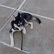 Prince joined the competition — help win amazing prizes! dog, husky, puppy, stick, concrete, pavement, outdoor, laying, black_and_white, ears, tail, pet, cute, chewing, playful, ground, sidewalk, animal, young, canine