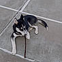 dog, husky, puppy, stick, concrete, pavement, outdoor, laying, black_and_white, ears, tail, pet, cute, chewing, playful, ground, sidewalk, animal, young, canine