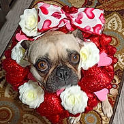 Pepper is registered to the contest to win money with this photo: dog, pug, small_dog, pet, valentine, hearts, wreath, bow, artificial_flowers, red_glitter, rug, indoor, portrait, closeup, cute, big_eyes, nose, paw, costume, festive