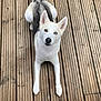 Angel joined the competition — help win amazing prizes! attentive, blue_eye, brown_eye, canine, close_up, daylight, dog, ears_up, front_paws, fur, heterochromia, human_presence, looking_up, loyal, mixed_color_fur, outdoor, pet, shoes, sitting, wooden_deck