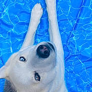 Angel joined the competition — help win amazing prizes! animal, blue_eye, bright, brown_eye, canine, close_up, cute, dog, gray_fur, heterochromia, husky, outdoor, paw, pet, playful, portrait, relaxed, summer, water_pattern, white_fur