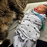 Nala is registered to the contest to win money with this photo: cat, baby, sleeping, swaddled, blanket, fur, tabby, peaceful, indoor, bed, resting, cute, cozy, animal, human, portrait, closeup, companionship, soft, warm