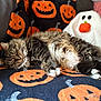 Nala is registered to the contest to win money with this photo: cat, tabby, sleeping, fluffy, blanket, jack_o_lantern, halloween, pumpkin, ghost_plush, couch, cozy, indoor, pet, fur, relaxed, cute, animal, holiday, resting, soft