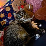 animal, blanket, cat, christmas_lights, cozy, cushion, cute, feline, fluffy_fur, gingerbread_man, holiday_decor, holiday_theme, indoor, patterned_fabric, pet, plush_toy, relaxed, soft_texture, tabby_cat, toy