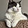 Chumley