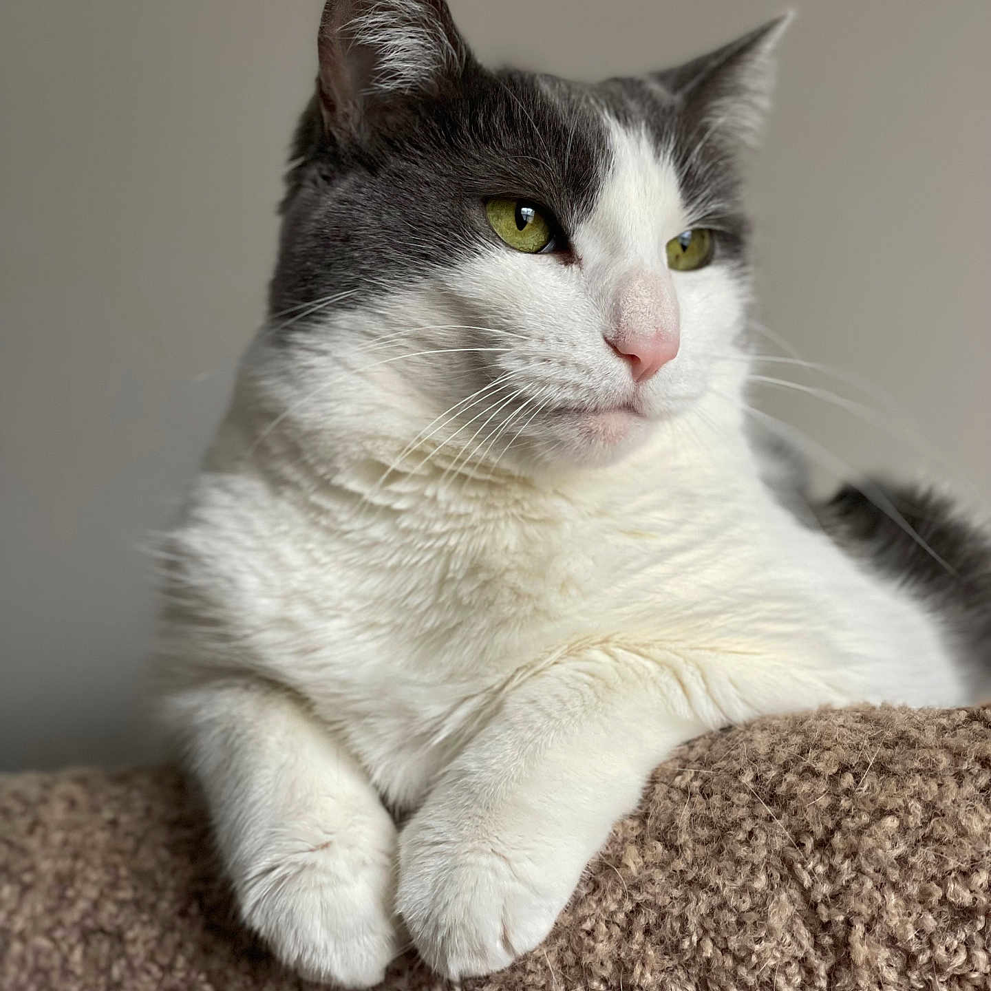 Chumley is registered to the contest to win money with this photo: cat, gray_and_white, feline, pet, animal, indoor, relaxed, resting, fur, whiskers, close_up, portrait, paw, cute, domestic_cat, looking_away, soft_light, cozy, calm, texture