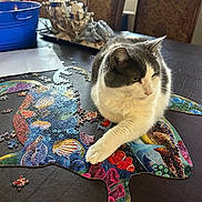 Chumley is registered to the contest to win money with this photo: cat, puzzle, table, indoor, pet, gray_cat, white_cat, colorful_puzzle, scattered_pieces, blue_bucket, decorative_items, chair, relaxed, animal, feline, closeup, domestic_cat, curious, home, playful