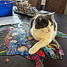 cat, puzzle, table, indoor, pet, gray_cat, white_cat, colorful_puzzle, scattered_pieces, blue_bucket, decorative_items, chair, relaxed, animal, feline, closeup, domestic_cat, curious, home, playful