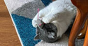 Chumley is registered to the contest to win money with this photo: cat, toy_mouse, playful, gray_cat, white_cat, carpet, geometric_pattern, wooden_chair, furniture, indoor, pet, animal, floor, claws_out, cute, relaxed, home, domestic, fun, paw