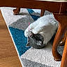 cat, toy_mouse, playful, gray_cat, white_cat, carpet, geometric_pattern, wooden_chair, furniture, indoor, pet, animal, floor, claws_out, cute, relaxed, home, domestic, fun, paw