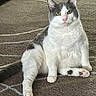 Chumley is registered to the contest to win money with this photo: cat, gray_and_white, sitting, carpet, indoor, pet, feline, relaxed, cute, animal, fur, yellow_eyes, whiskers, pink_nose, paw, tail, domestic_cat, looking, closeup, portrait