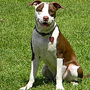 Tyson is registered to the contest to win money with this photo: dog, brown_and_white, sitting, grass, outdoor, pet, collar, tag, happy, smiling, canine, animal, nature, sunlight, fur, ears, tail, muzzle, portrait, playful