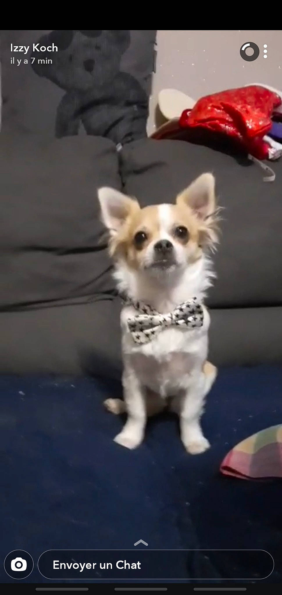 Pody participe au concours pour gagner de l'argent avec cette photo : canidae, carnivore, chihuahua, companion_dog, couch, dog, dog_breed, dog_clothes, dog_supply, fawn, mammal, non_sporting_group, pet_supply, puppy, small_terrier, snout, sporting_group, toy_dog, vertebrate, working_animal