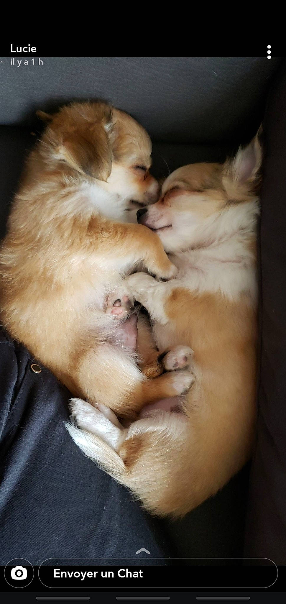 Pody a rejoint le concours — aidez-le/la à gagner de superbes lots ! beige, blond, canidae, carnivore, companion_dog, dog, dog_breed, fawn, fur, nap, non_sporting_group, paw, puppy, skin, sleep, snout, spitz, sporting_group, tan, working_dog