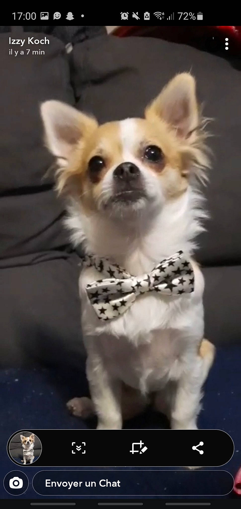 Pody participe au concours pour gagner de l'argent avec cette photo : canidae, carnivore, chihuahua, collar, companion_dog, dog, dog_breed, dog_clothes, dog_supply, fawn, fur, mammal, non_sporting_group, pet_supply, snout, toy_dog, vertebrate, whiskers, white, working_animal