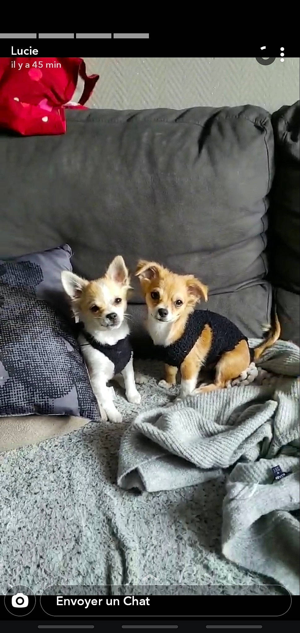 Whisky a rejoint le concours — aidez-le/la à gagner de superbes lots ! canidae, carnivore, comfort, companion_dog, couch, dog, dog_breed, dog_supply, fur, home_accessories, linens, living_room, mammal, non_sporting_group, pet_supply, pillow, snout, studio_couch, vertebrate, working_animal