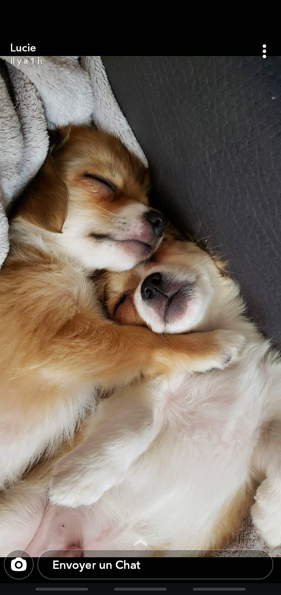 Whisky a rejoint le concours — aidez-le/la à gagner de superbes lots ! beige, brown, canidae, carnivore, companion_dog, dog, dog_breed, fawn, fur, mammal, natural_material, non_sporting_group, puppy, snout, sporting_group, tongue, vertebrate, whiskers, working_animal, working_dog