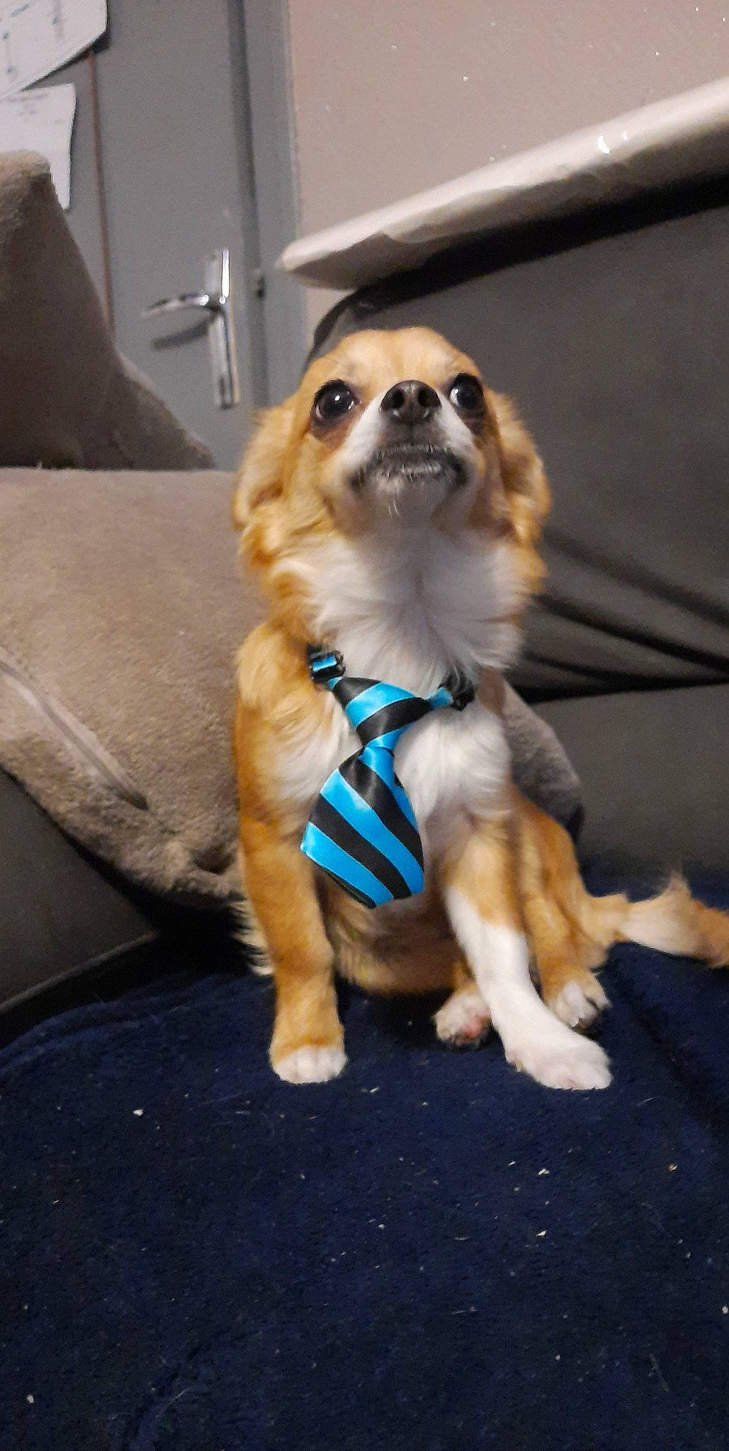 Whisky a rejoint le concours — aidez-le/la à gagner de superbes lots ! beaglier, brown, canidae, carnivore, collar, companion_dog, dog, dog_breed, dog_supply, fawn, fur, leash, mammal, pet_supply, puppy, snout, sporting_group, tan, vertebrate, working_animal