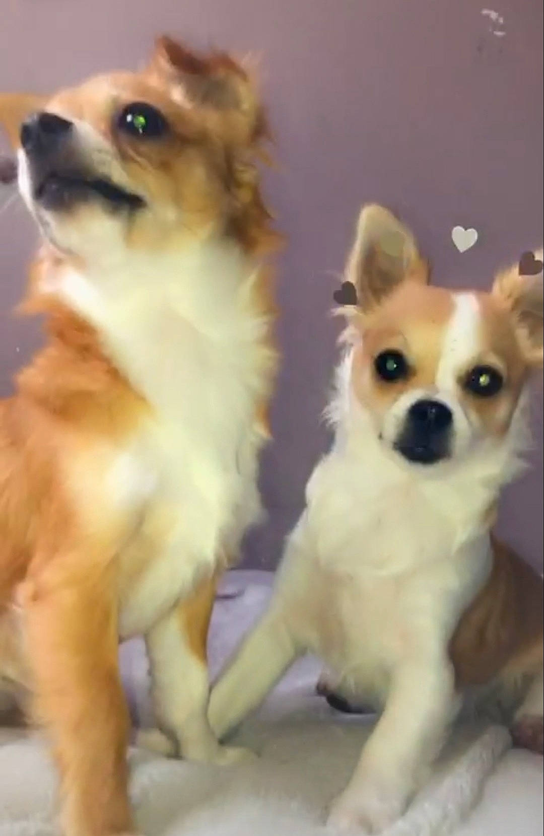 Whisky participe au concours pour gagner de l'argent avec cette photo : ancient_dog_breeds, canidae, carnivore, companion_dog, dog, dog_breed, fawn, german_spitz_klein, mammal, non_sporting_group, pomeranian, puppy, snout, spitz, sporting_group, tail, toy_dog, vertebrate, whiskers, working_animal