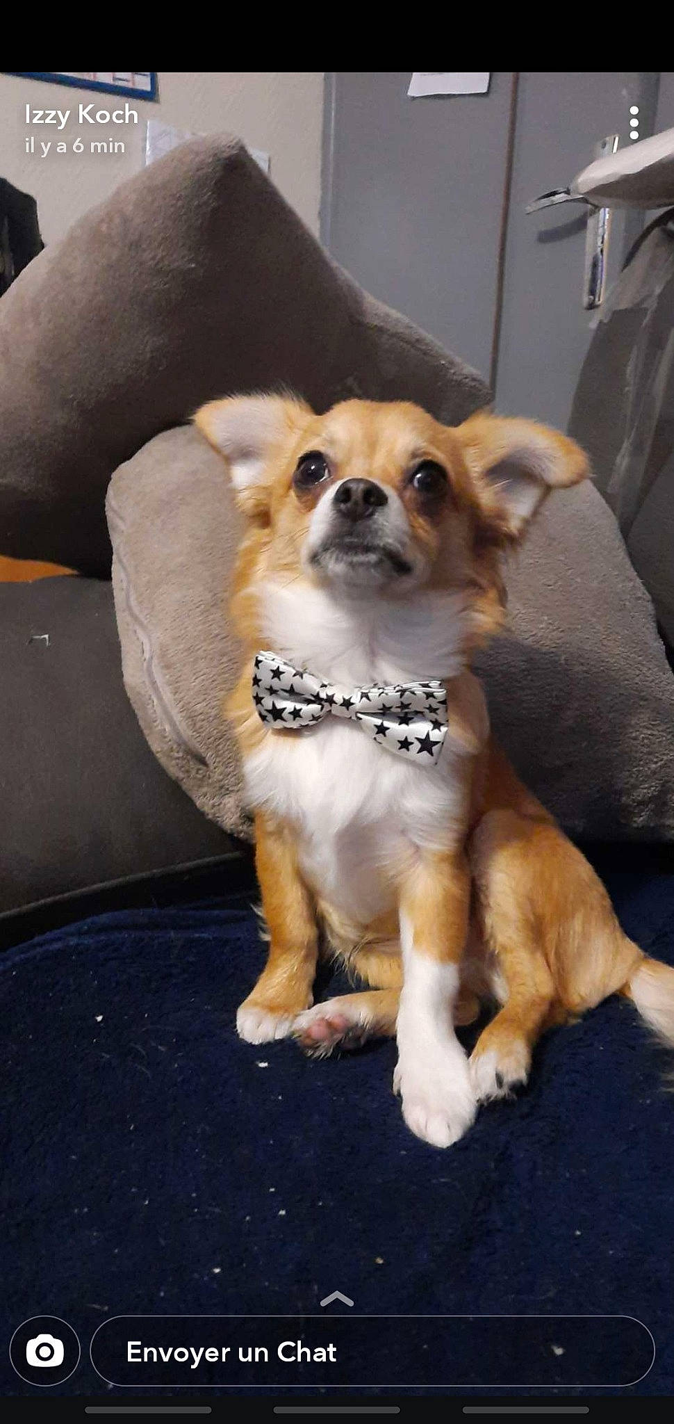 Whisky a rejoint le concours — aidez-le/la à gagner de superbes lots ! brown, canidae, carnivore, chihuahua, collar, comfort, companion_dog, couch, dog, dog_breed, dog_supply, fawn, fur, mammal, pet_supply, snout, sporting_group, tan, vertebrate, working_animal