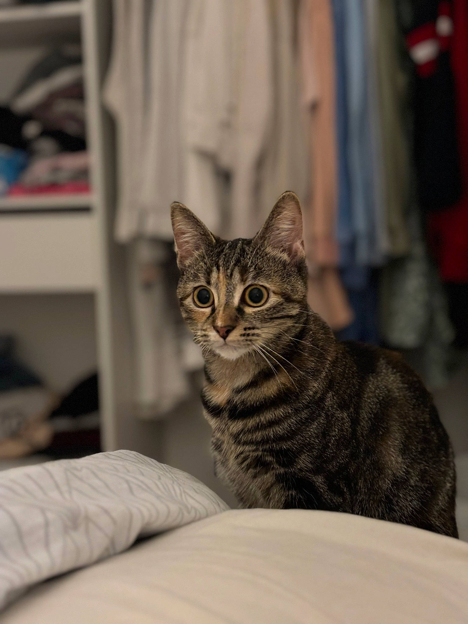 Hera participe au concours pour gagner de l'argent avec cette photo : carnivore, cat, comfort, domestic_short_haired_cat, eye, felidae, fur, grey, shelf, sitting, small_to_medium_sized_cats, snout, terrestrial_animal, whiskers, wildlife, window