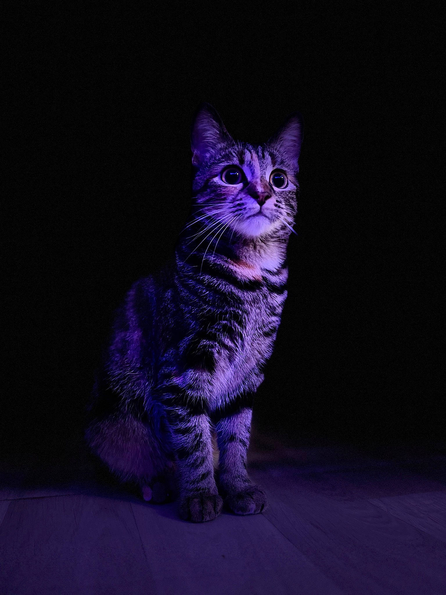 Hera a rejoint le concours — aidez-le/la à gagner de superbes lots ! carnivore, cat, darkness, domestic_short_haired_cat, electric_blue, felidae, fur, magenta, paw, purple, small_to_medium_sized_cats, snout, tail, terrestrial_animal, violet, whiskers, wildlife