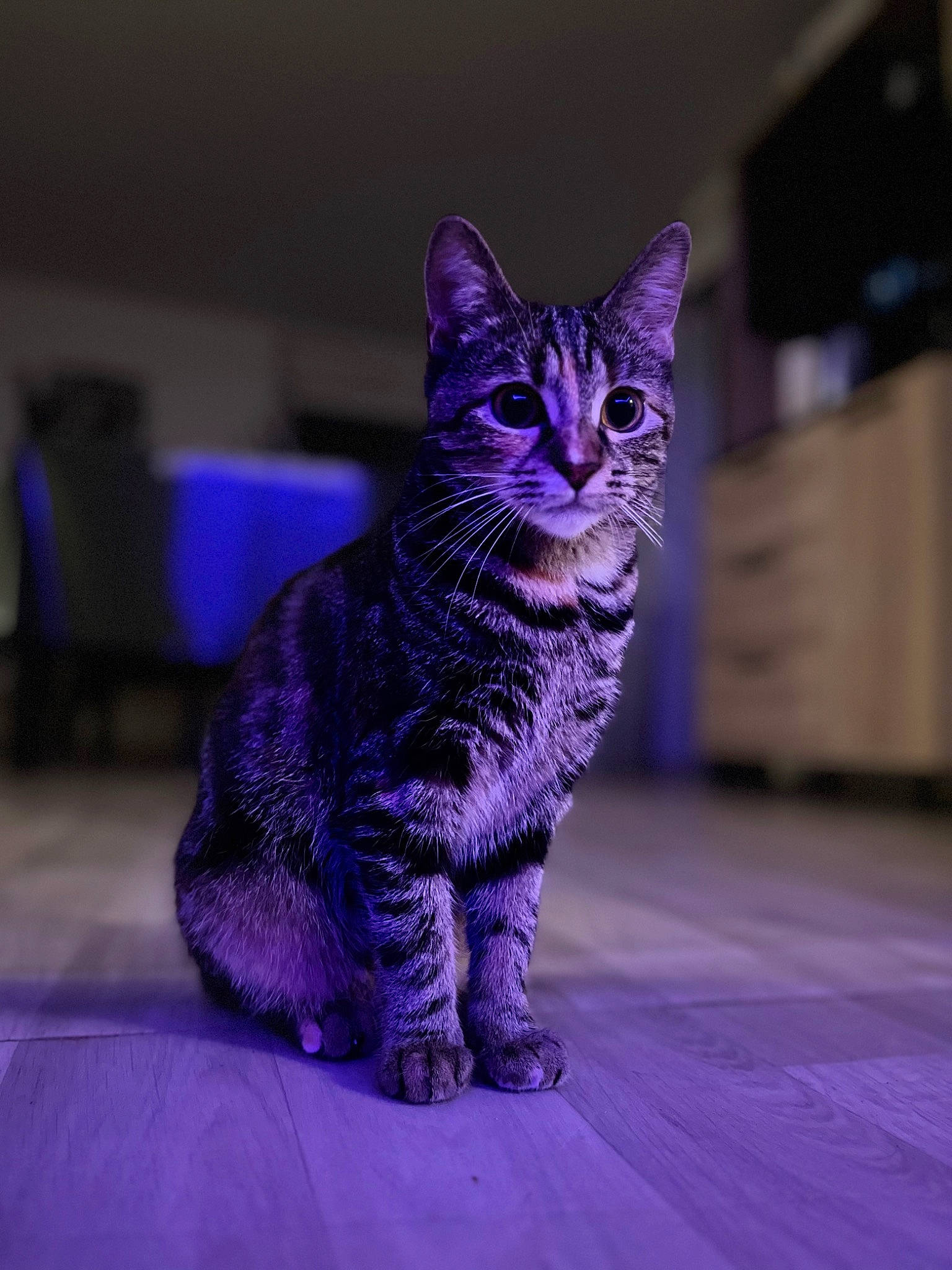 Hera a rejoint le concours — aidez-le/la à gagner de superbes lots ! carnivore, cat, domestic_short_haired_cat, electric_blue, felidae, fur, magenta, paw, purple, sitting, small_to_medium_sized_cats, snout, tail, terrestrial_animal, whiskers, wildlife