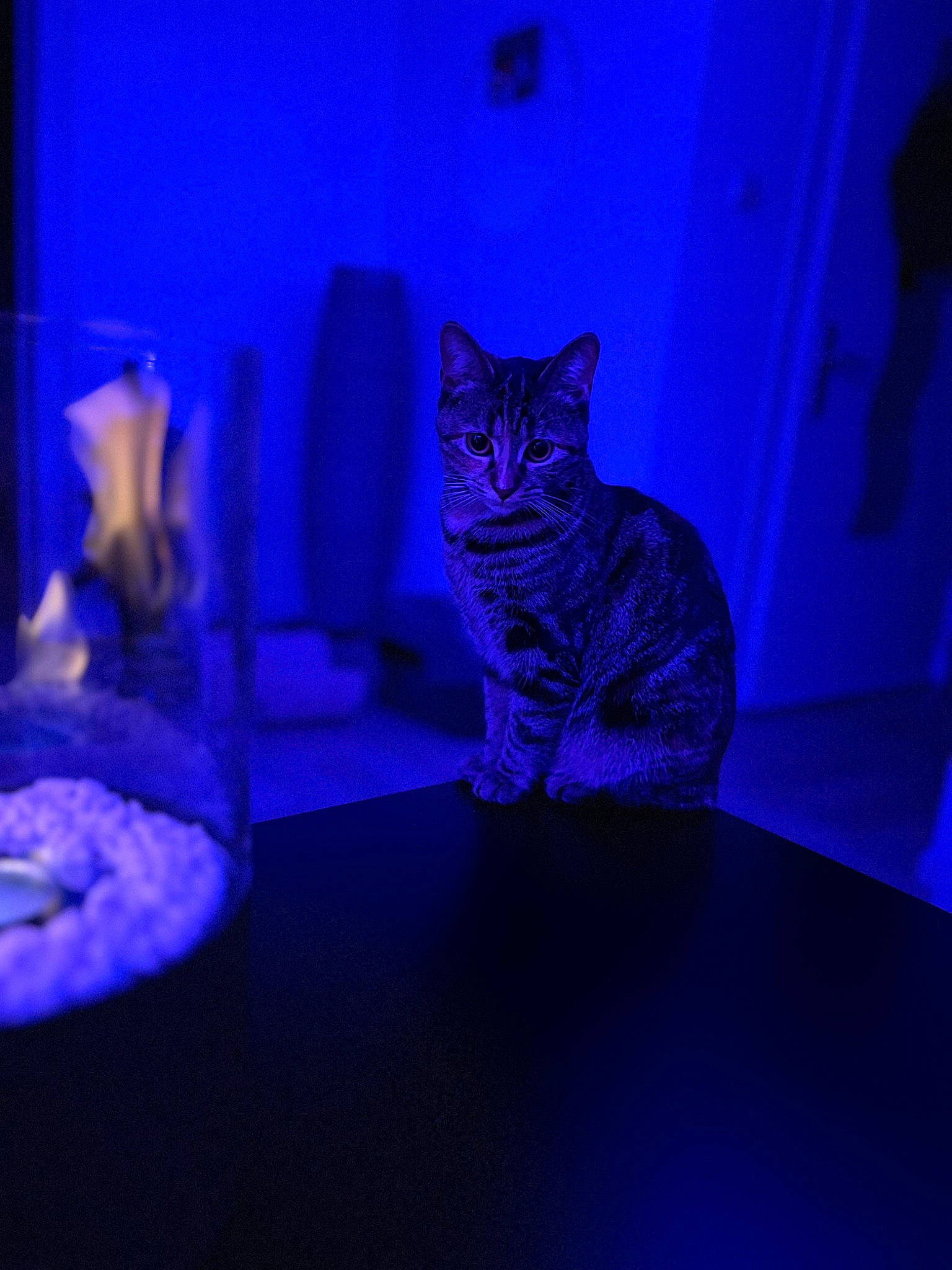 Hera participe au concours pour gagner de l'argent avec cette photo : carnivore, cat, cat_supply, comfort, darkness, domestic_short_haired_cat, electric_blue, felidae, flooring, fur, magenta, night, purple, room, sky, small_to_medium_sized_cats, square, tail, violet, whiskers
