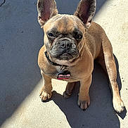 Presley joined the competition — help win amazing prizes! dog, french_bulldog, puppy, pet, animal, cute, sitting, outdoor, sunlight, shadow, concrete, collar, tag, ears, face, eyes, nose, paws, fur, looking_up