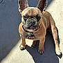 dog, french_bulldog, puppy, pet, animal, cute, sitting, outdoor, sunlight, shadow, concrete, collar, tag, ears, face, eyes, nose, paws, fur, looking_up